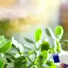 8 mental health benefits of keeping a jade plant in your home