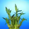8 reasons lucky bamboo is the perfect indoor plant