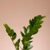 urban succulents Lamar – Urban Spikes main image 0