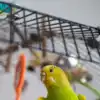 8 beautiful and intelligent birds that make amazing pets