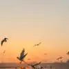 8 most iconic birds of India you should know
