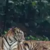 8 Best Wildlife Parks to See Tigers Up Close