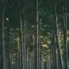 8 Forests You Didn’t Know Existed Around Delhi