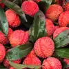 8 reasons litchi reigns supreme as the ultimate summer fruit