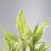 8 reasons why lucky bamboo is the perfect houseplant gift