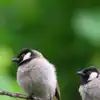 8 birds that naturally keep mosquitoes in check