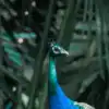 8 Magical Places in India to Witness Our National Bird ‘Peacock’