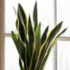 8 benefits of keeping a snake plant in your kitchen | EconomicTimes