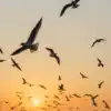 Top 8 birdwatching destinations in India for migratory bird lovers