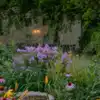 8 hardy perennial flowers that thrive in summer heat