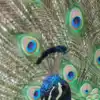 8 best places in India to see the majestic peacock in the wild