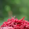 9 reasons why shredded beetroot is better to eat than chopped