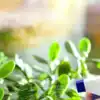 8 benefits of keeping a jade plant in your office meeting room