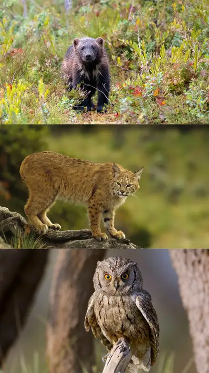 7 wild animals that kill and eat snakes without fear