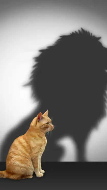8 Indian beautiful wild cats you’ve probably never heard of