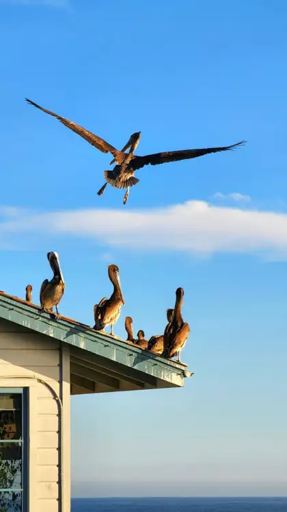 8 Spectacular Birds to Spot in India’s National Parks