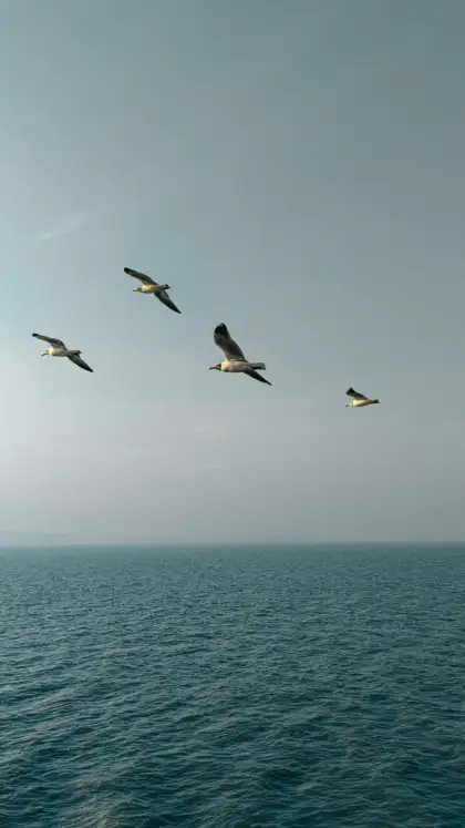8 Best Coastal Sanctuaries in India for Exploring Marine Wildlife