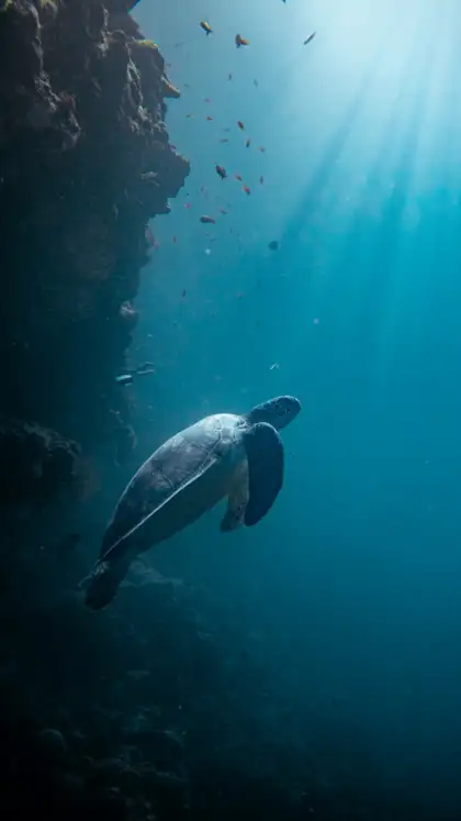 8 marine animals on the verge of extinction globally