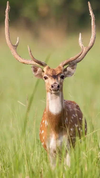 8 breathtaking wildlife sanctuaries in India to visit once in your life