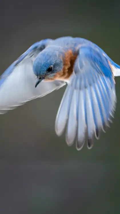 9 rare and exotic birds that are found in South-East Asia 
