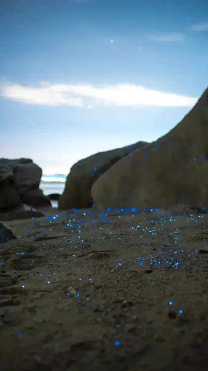 Bioluminescent Beach located in Lakshadweep & Maharashtra