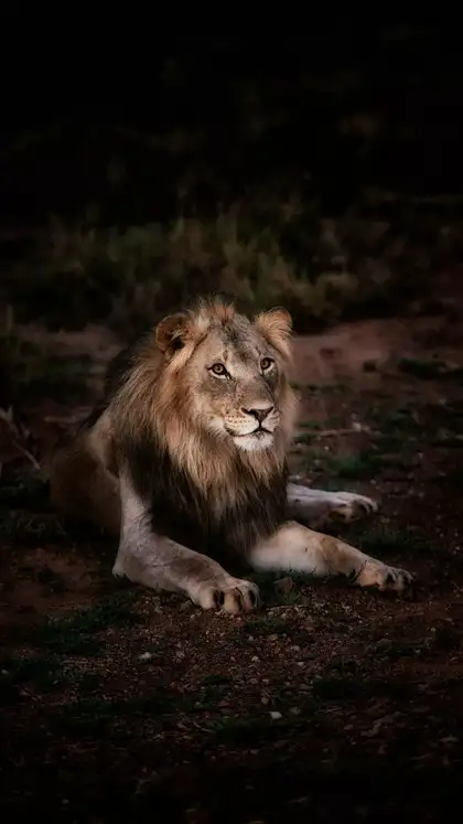 8 National Parks in India with the Best Wildlife Viewing
