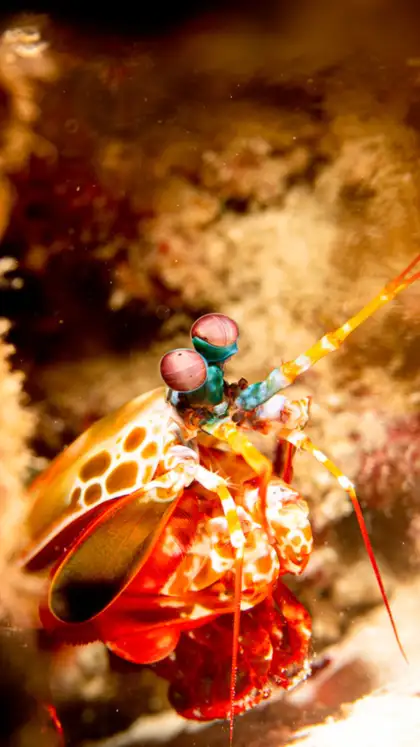 Mantis shrimp