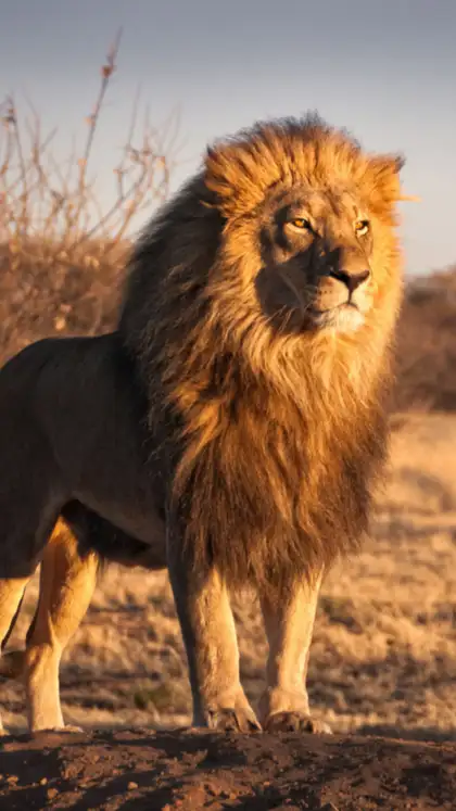 The lion might be king—but not unbeatable