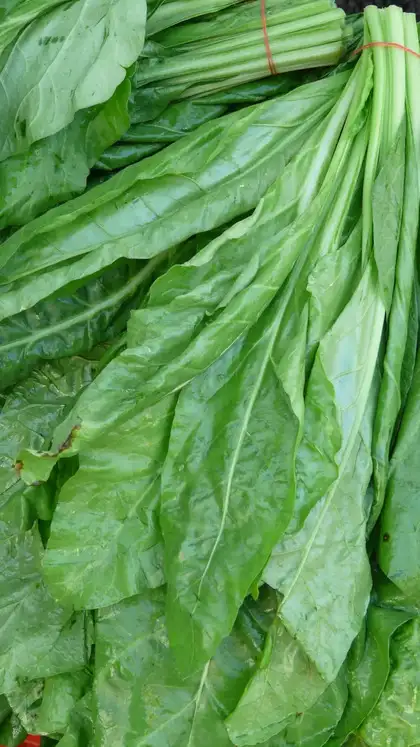 Spinach 