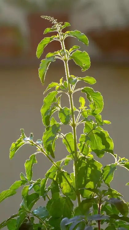 Tulsi 