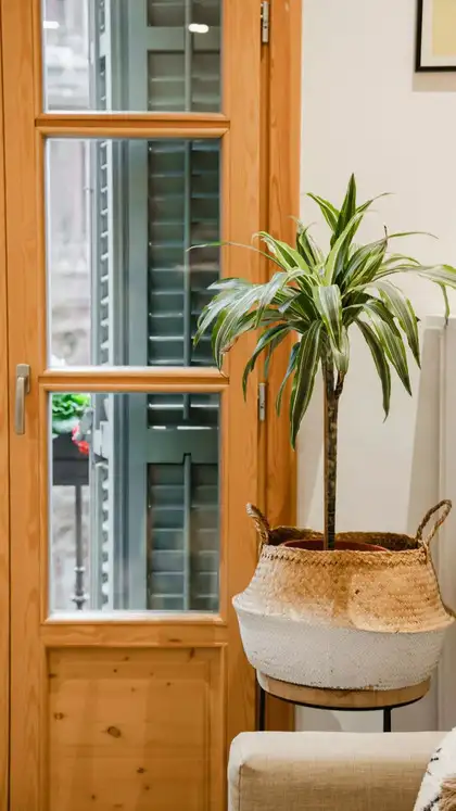 9 indoor kitchen plants that double as cooking ingredients