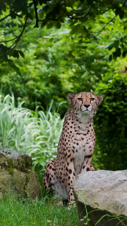 Unbelievable Speed: The 8 Fastest Animals That Will Blow Your Mind!