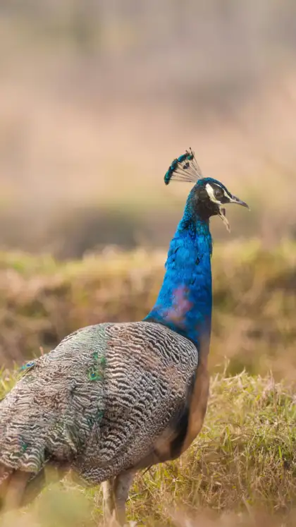 8 Budget-Friendly National Parks to Visit During the Monsoon