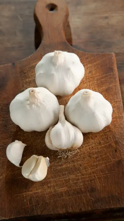 Garlic