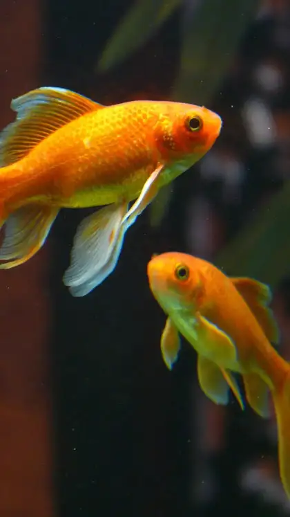 Goldfish