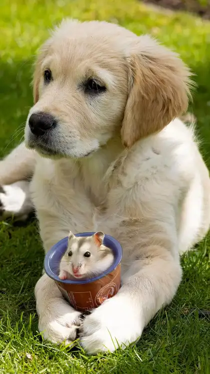 9 pet animals that bring good luck to your home