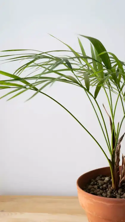 Areca palm