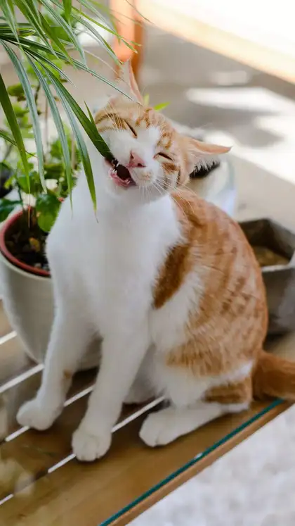 9 pet-friendly plants to brighten your home safely
