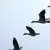 Migratory Birds: Amazing Journeys and Survival Secrets Revealed