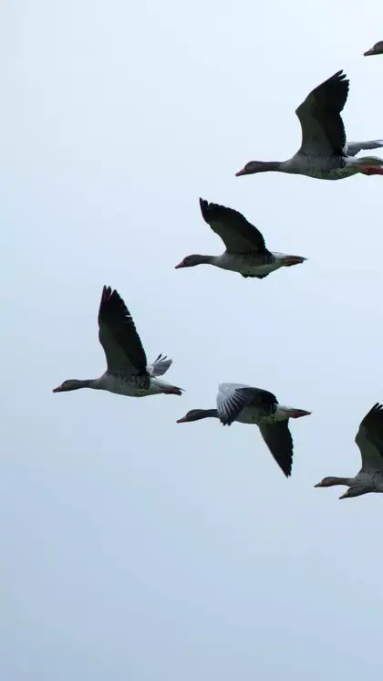 Migratory Birds: Amazing Journeys and Survival Secrets Revealed