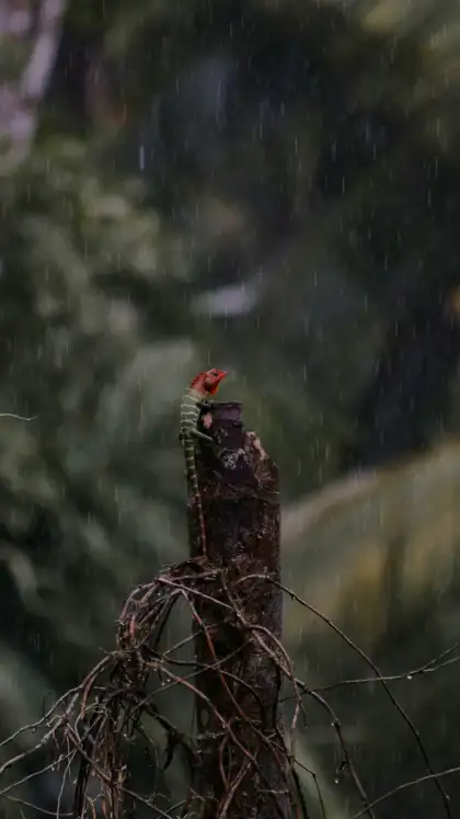 8 Monsoon Getaways from Delhi for Nature & Wildlife Lovers
