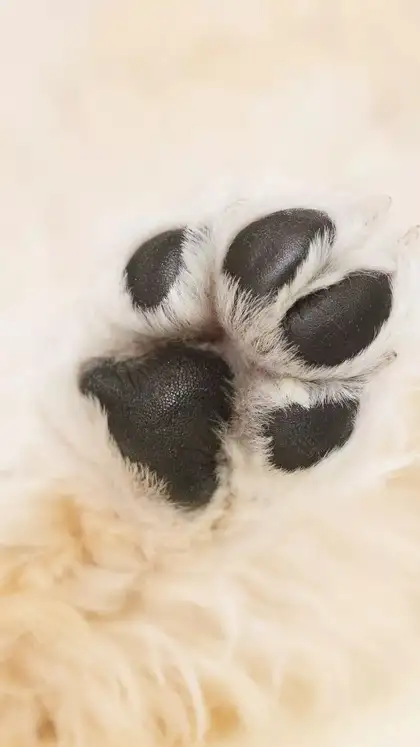Keep paws dry