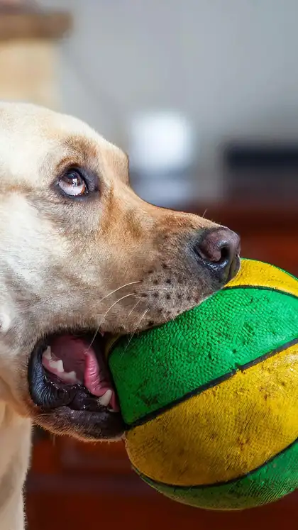  Indoor fetch