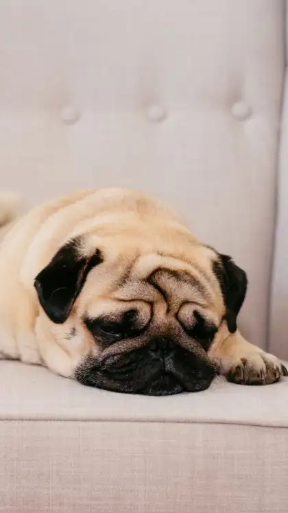 Pugs are prone to breathing issues