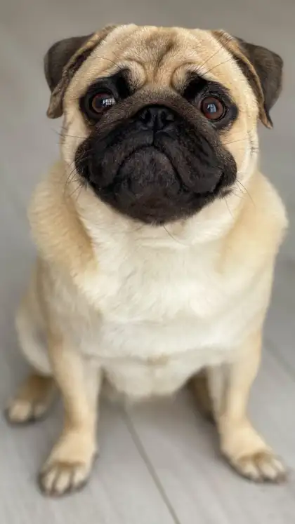 9 things you should know before getting a pug puppy home