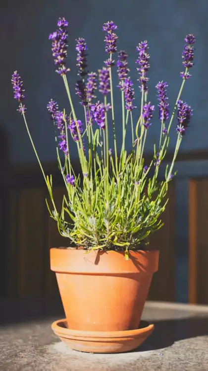 Lavender