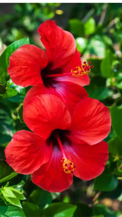​Hibiscus (Gudhal)​