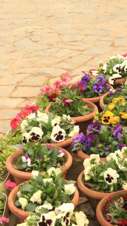 8 evergreen flowers perfect for balcony garden