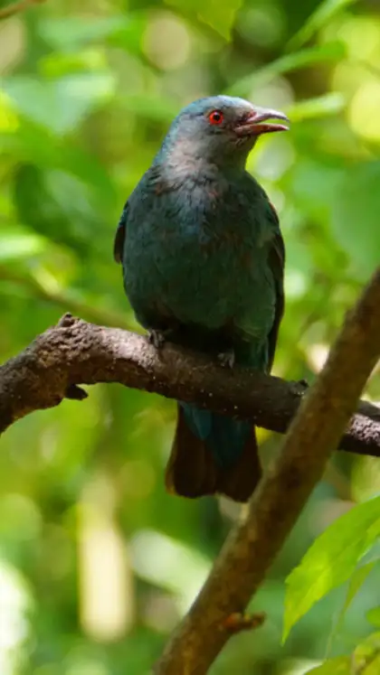 Asian fairy-bluebird