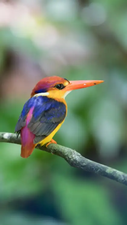 Top 12 color-changing birds in Asia